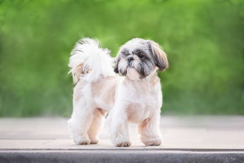 Shih Tzu