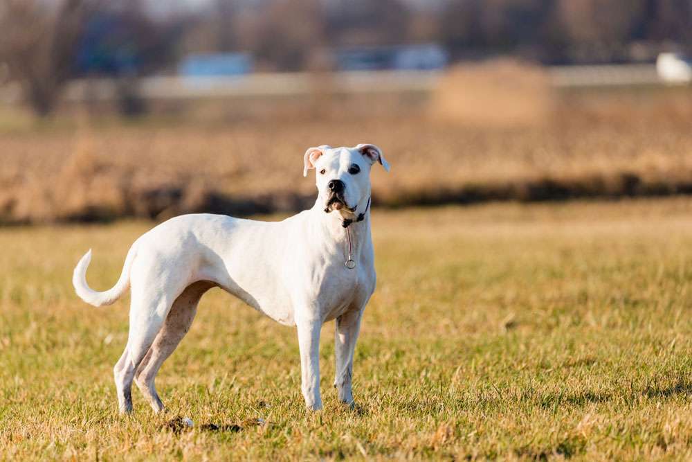 Hunderassen-Dogo Argentino -Bild