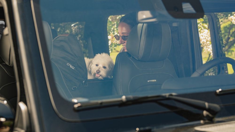 Hund auf Rücksitzbank, Frau auf Fahrersitz