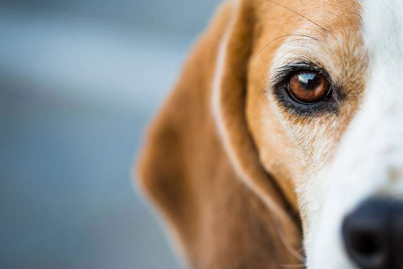 Nahaufnahme Beagle mit Fokus auf Auge
