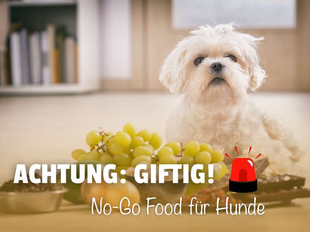 Giftige Lebensmittel für Hunde: Diese 12+ Dinge gehören nicht in den Napf ❌