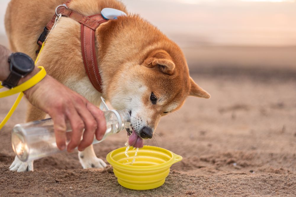 Bild von trinkendem Hund am Strand (Frischwasser!)