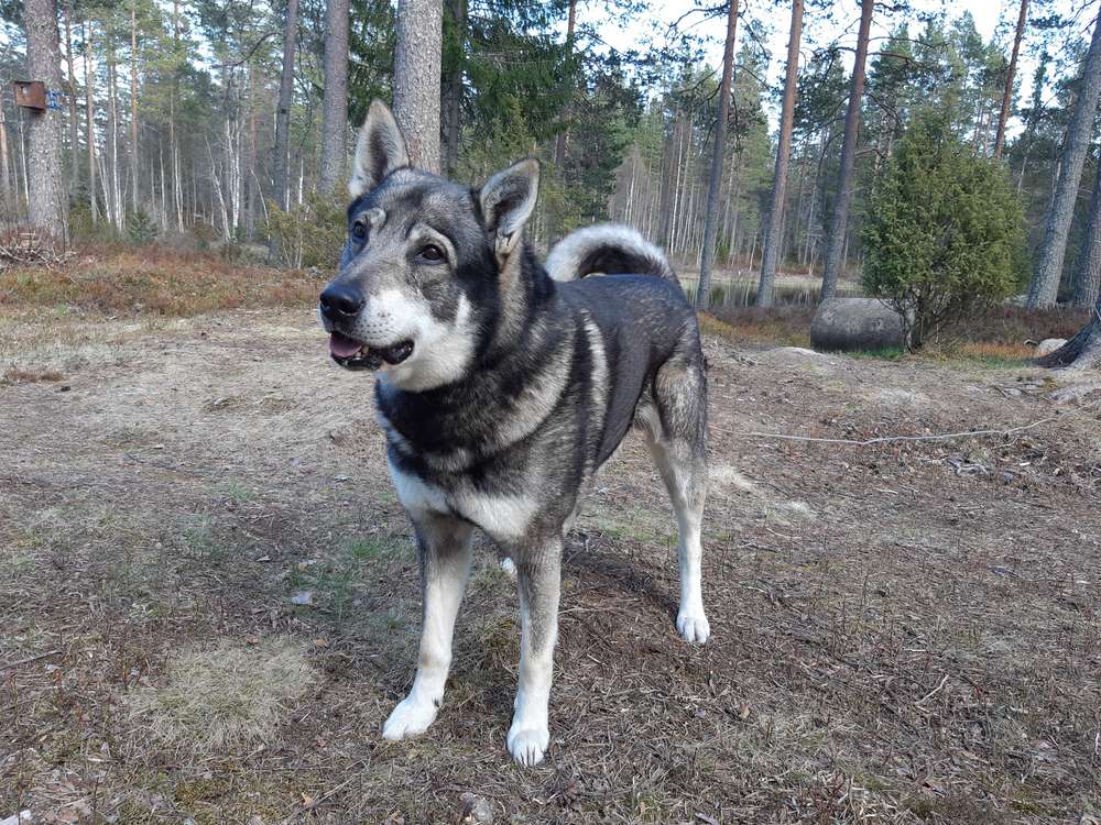 Hunderassen-Jämthund (Schwedischer Elchhund)-Bild