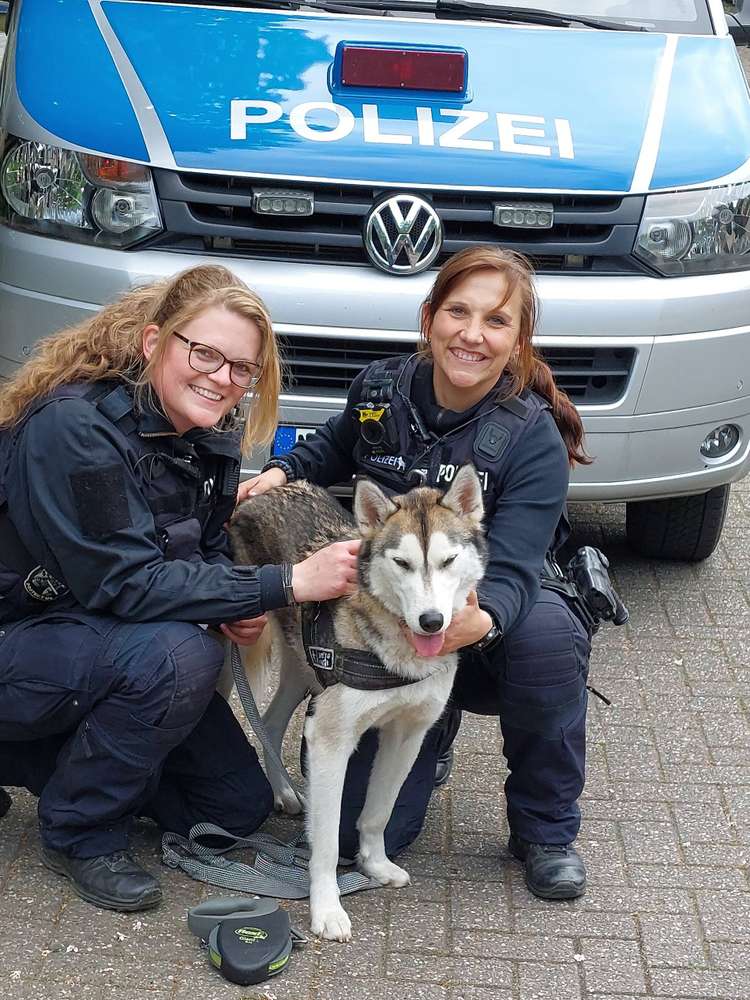 Ein Husky im Wolfspelz - in Mönchengladbach entpuppt sich ein Wolf doch als Husky