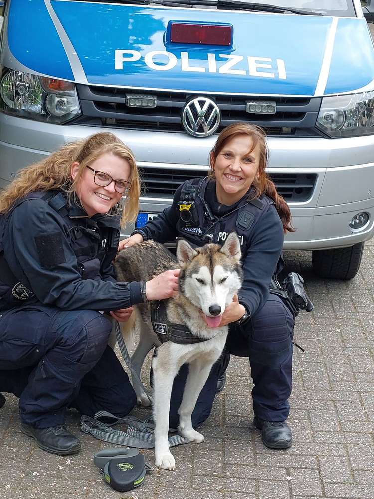Blog-Ein Husky im Wolfspelz - in Mönchengladbach entpuppt sich ein Wolf doch als Husky-Bild