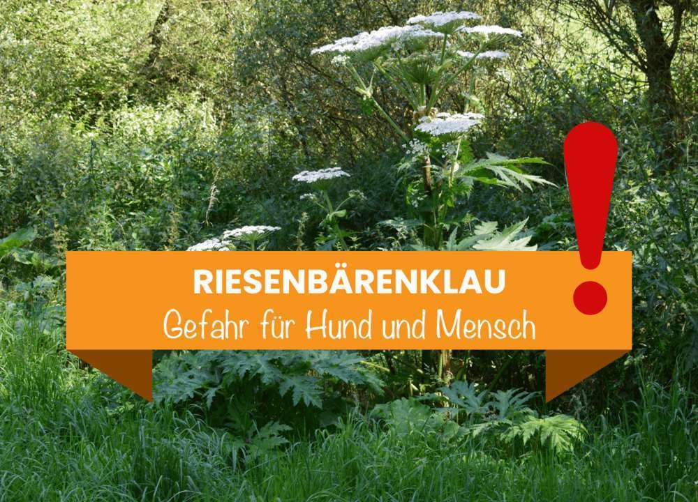 Blog-Riesenbärenklau - wie gefährlich ist er für Hund und Mensch?-Bild