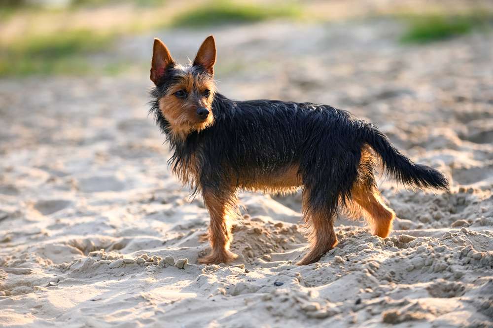 Hunderassen-Australian Terrier-Bild