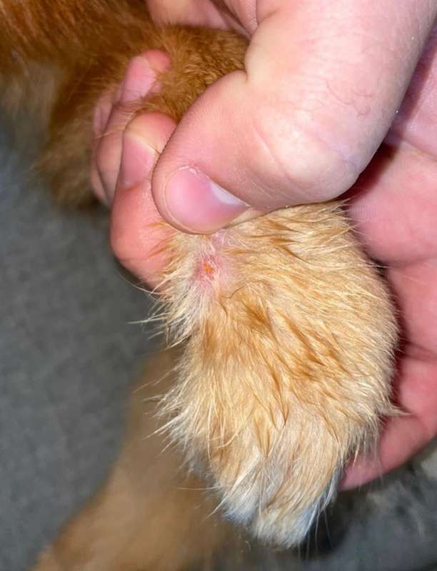 Grasmilbenbefall an einer Pfote