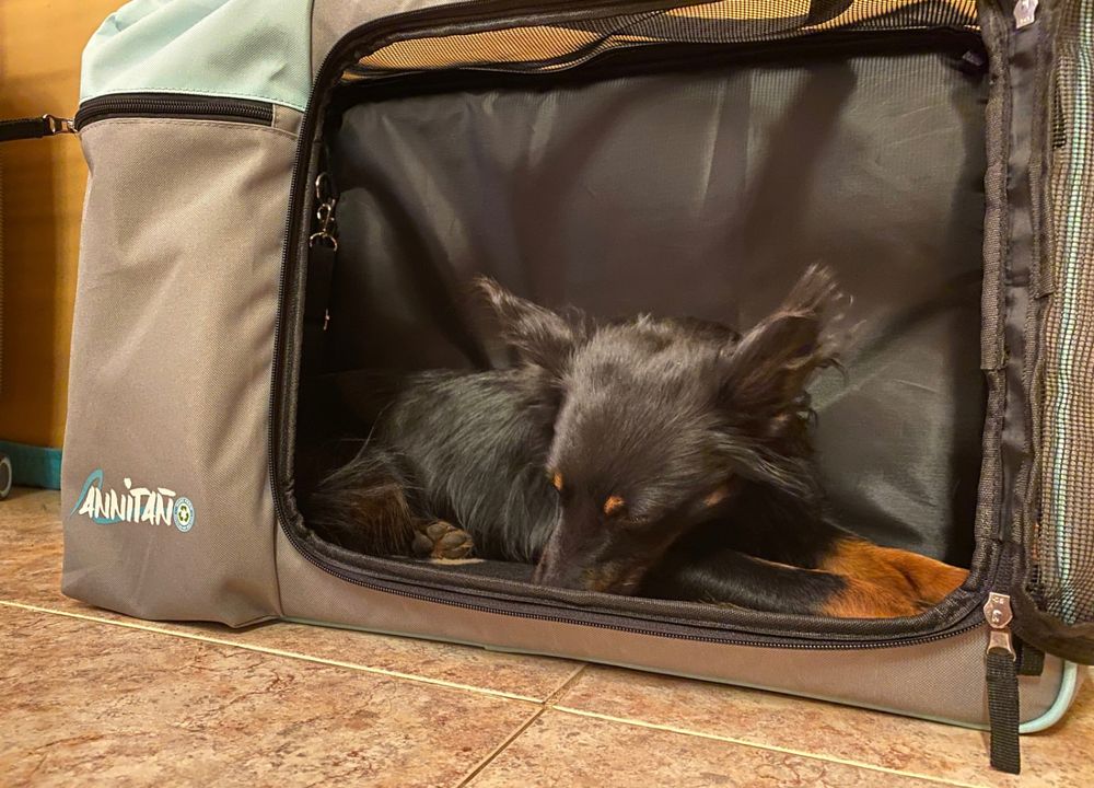Pablo mit der Annitano Tasche