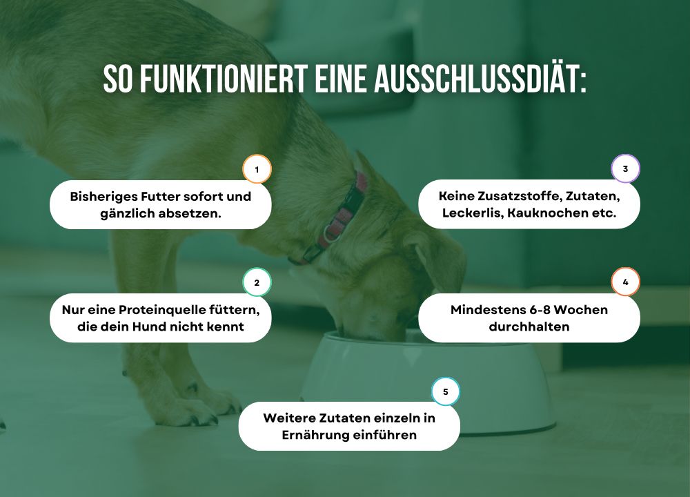 Infografik Ausschlussdiät