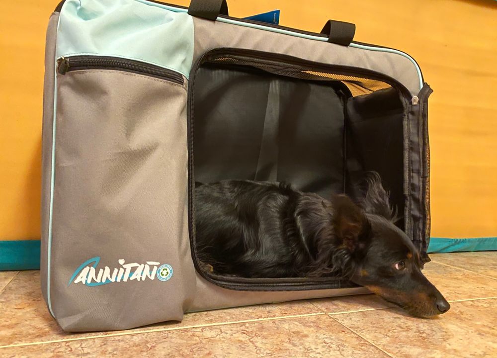 Hund Pablo liegt in der Annitano Tasche im Flugzeug