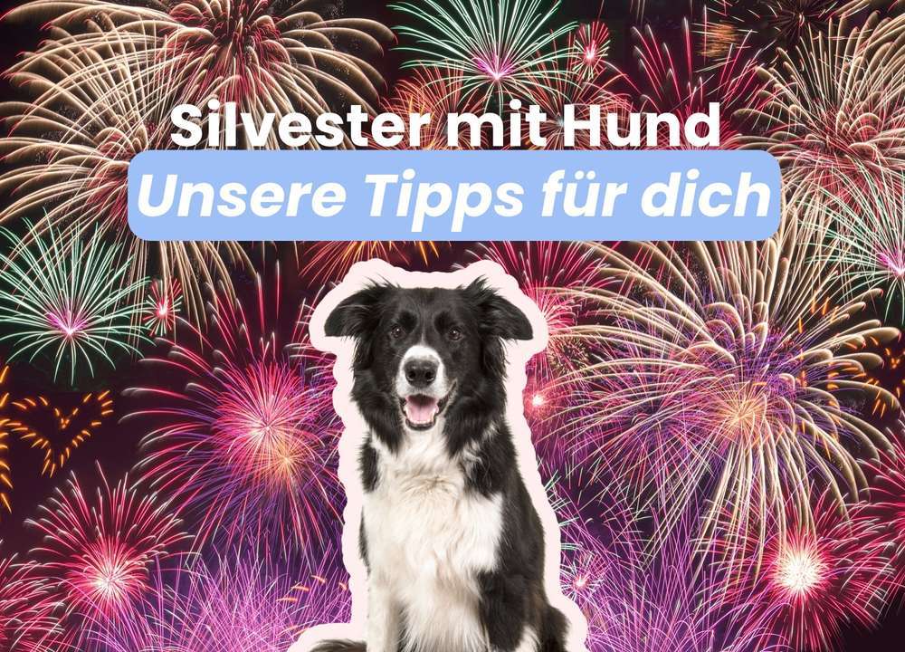 Blog-Silvester mit Hund: Stressfrei ins neue Jahr | Mit diesen Tipps endlich zum entspannten Silvester-Bild