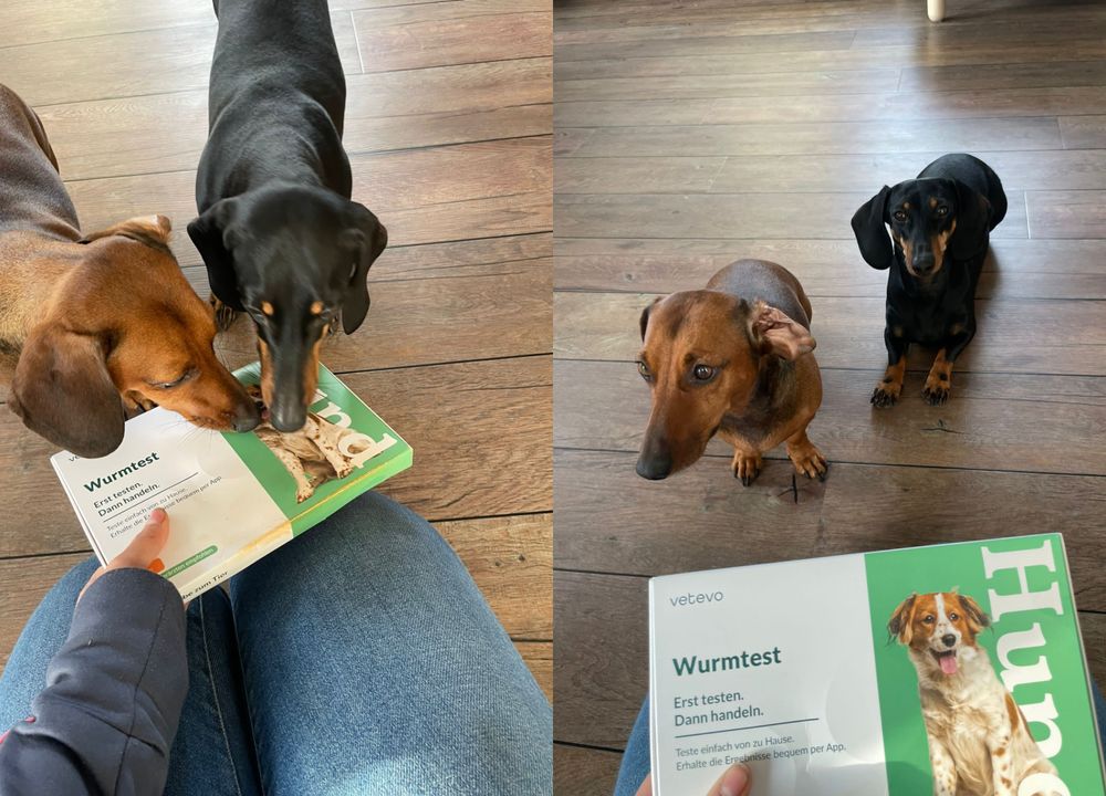 Zwei Hunde mit dem vetevo Wurmtest