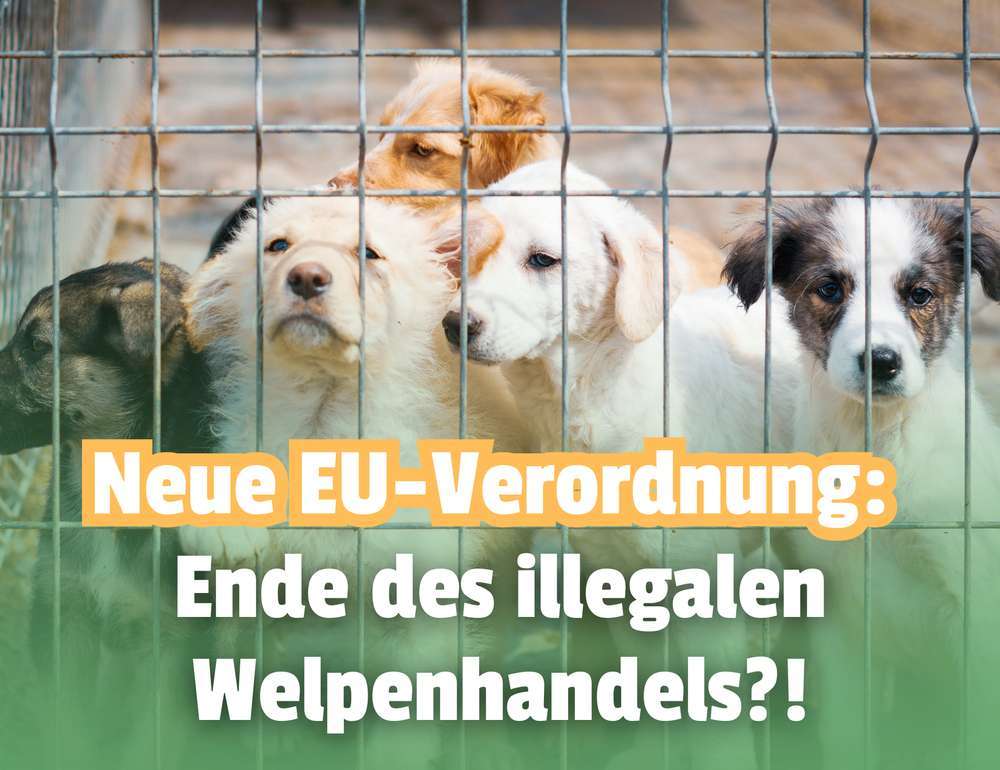 🐶 EU-Chip-Pflicht für Hunde & Katzen: Schutz vor illegalem Handel oder zu viel Bürokratie?