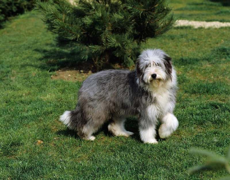 Bearded Collie
