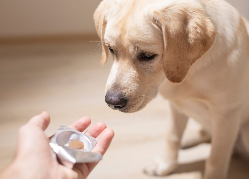 Hund bekommt Wurmtablette