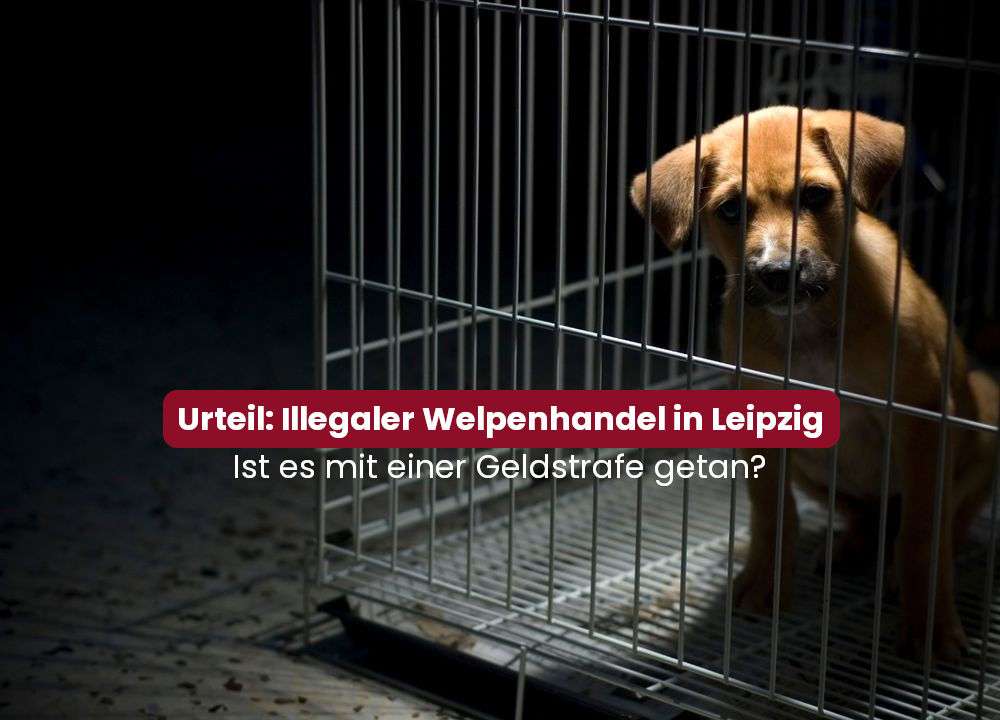 Blog-Illegaler Welpenhandel: Ein lukratives Geschäft auf Kosten der Tiere – Der Fall Leipzig und die Forderung nach härteren Strafen-Bild