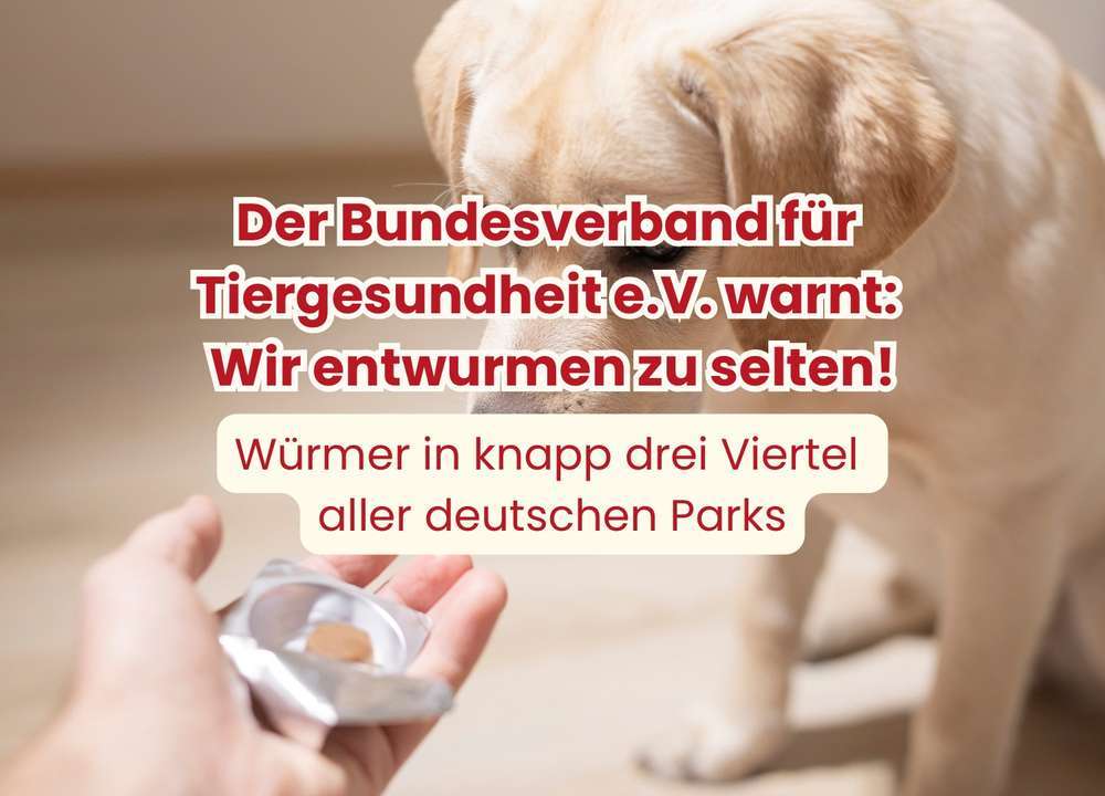 Blog-Wird zu selten entwurmt? Wurmbefall bei Hunden in Deutschland-Bild
