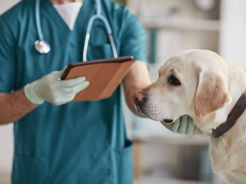 Dogorama deckt die finanzielle Belastung der Hundehalter:innen durch die neue GOT auf