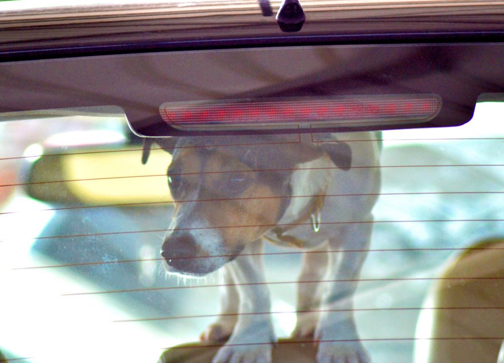 Hund im Auto