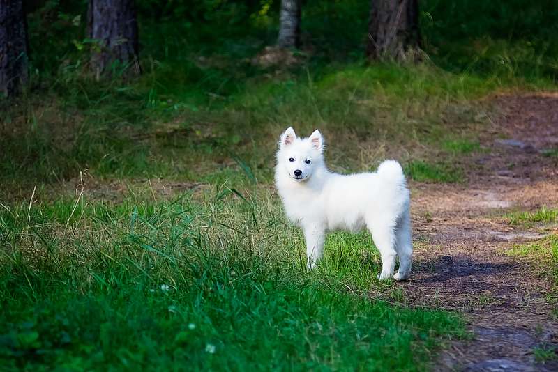 Japan-Spitz im Wald