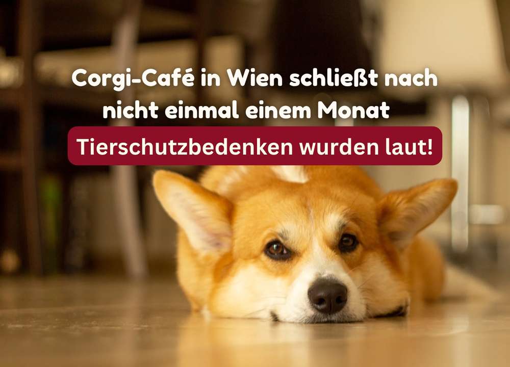 Blog-Muss es diese ganzen Tiercafés wirklich geben? | Schließung des Wiener Corgi-Cafés nach nur einem Monat-Bild