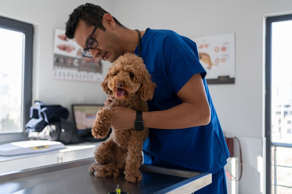 Hund beim Tierarzt im Notfall