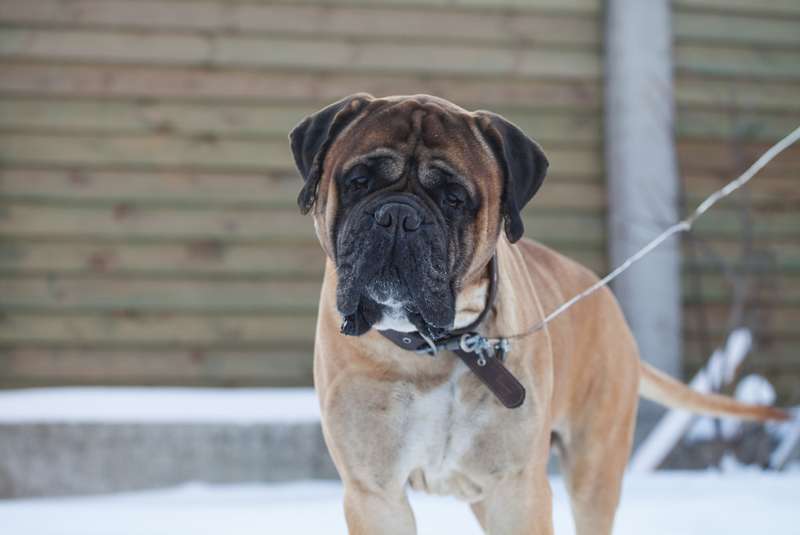 Bullmastiff