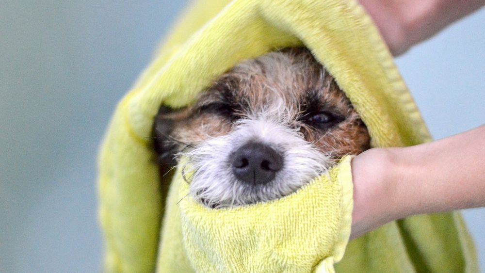 Hund wird mit gelbem Handtuch abgetrocknet 