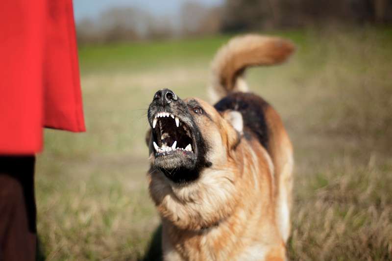 Symbolbild -aggressiver Schäferhund
