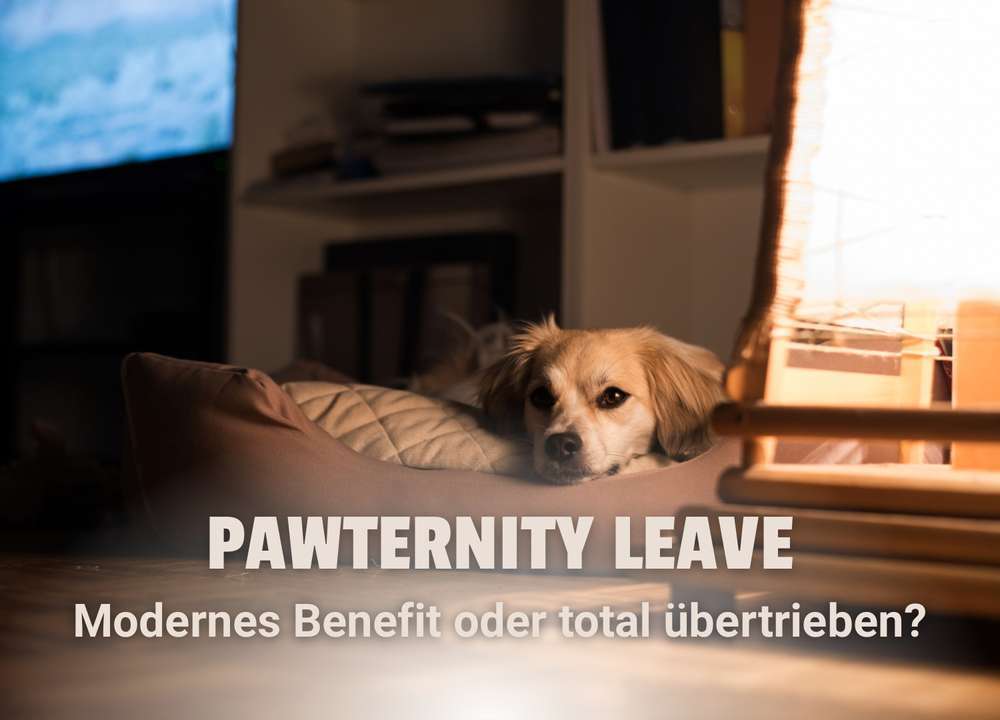 Pawternity Leave: Elternzeit fürs Haustier? | Übertrieben oder sinnvoll und fair?