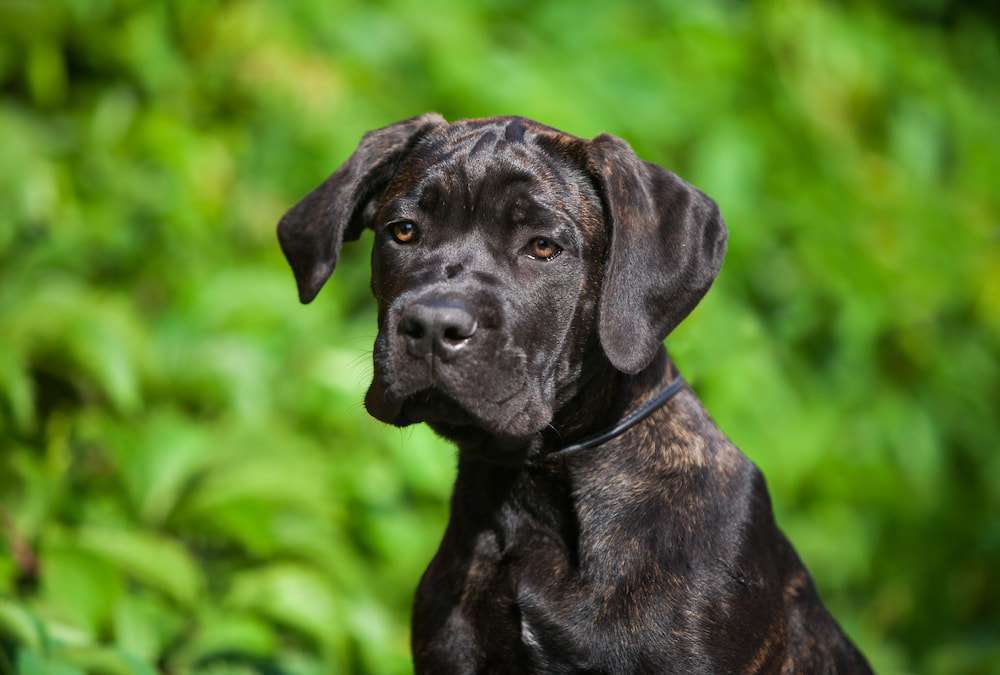 Hunderassen-Cane Corso Italiano-Bild