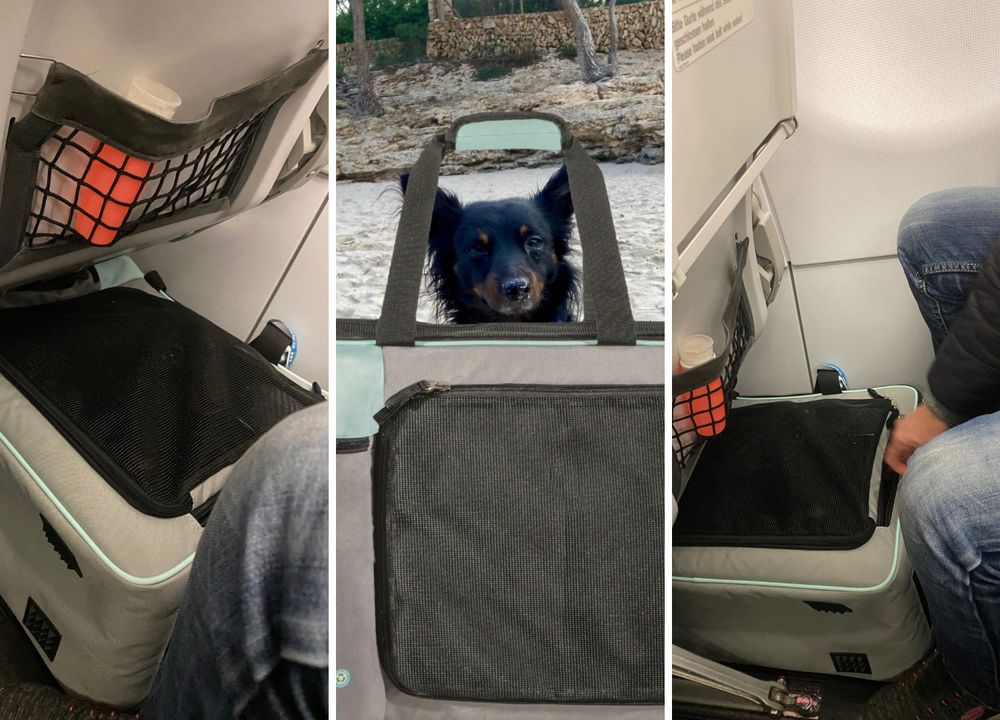 Hund Pablo auf drei verschiedenen Bildern mit der Annitano Tasche