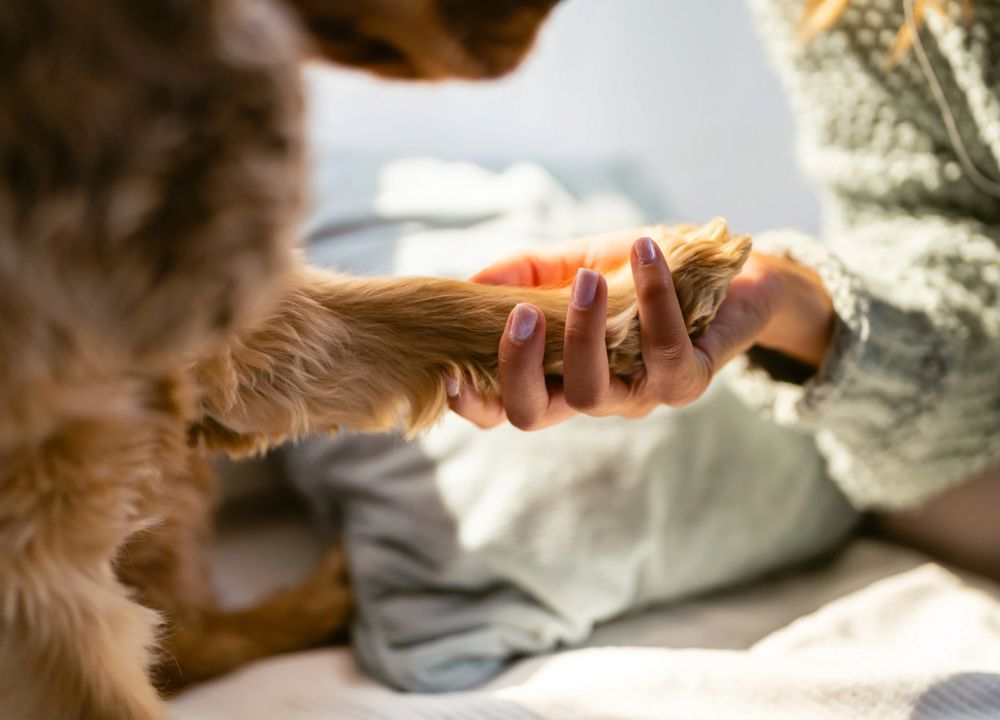 Mensch hält Pfötchen von Hund