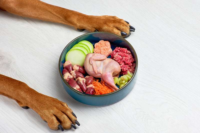 BARF in einem Hundenapf
