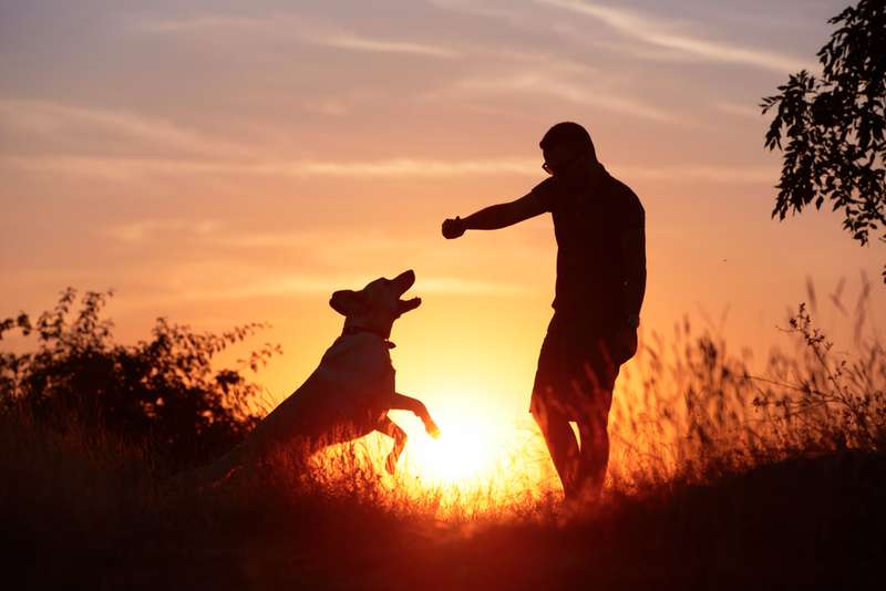 Mann und Hund spielen bei Sonnenuntergang