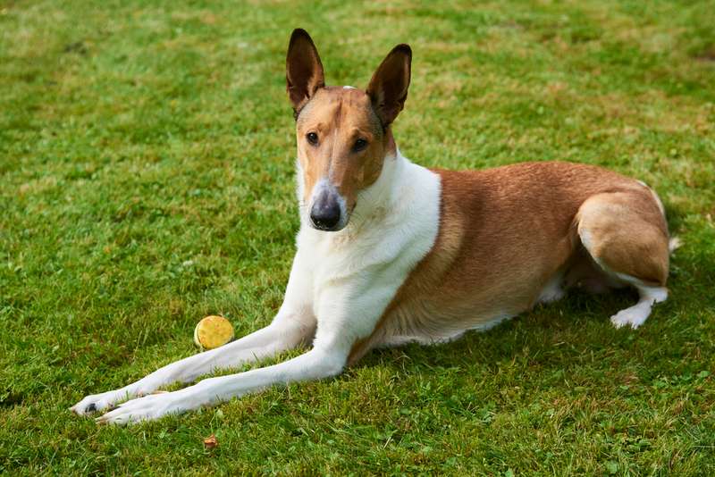 Kurzhaarcollie liegt im Gras