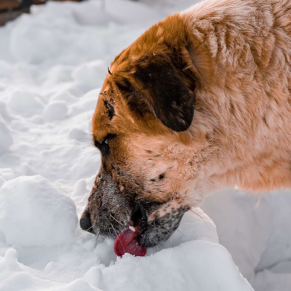 Blog-Warum Streusalz für deinen Hund gefährlich ist-Bild