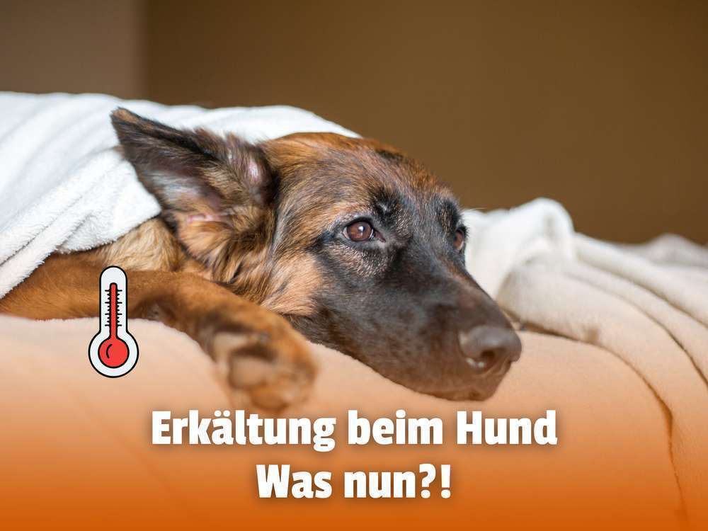 Erkältungen bei Hunden: Ein Leitfaden zum Erkennen und richtigen Reagieren 🐶🌡️