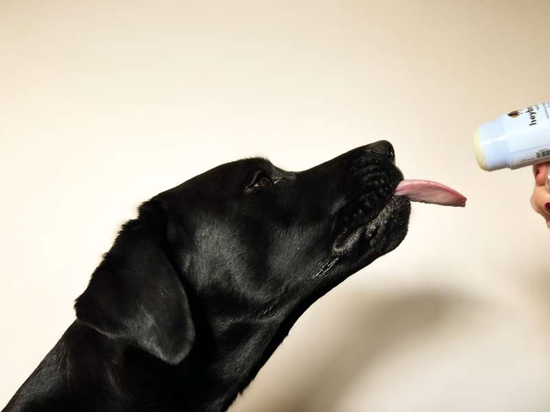 Schwarzes Labrador schleckt in Richtung des Pfotenbalsams