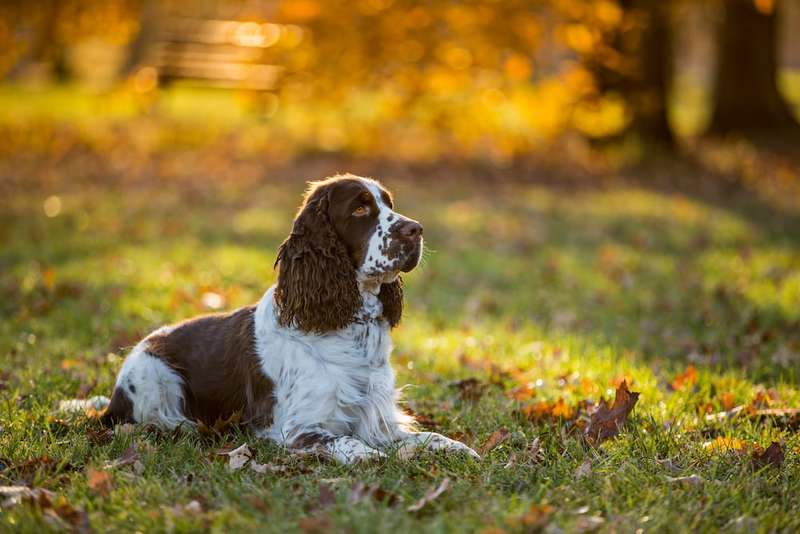 English Cocker Spaniel