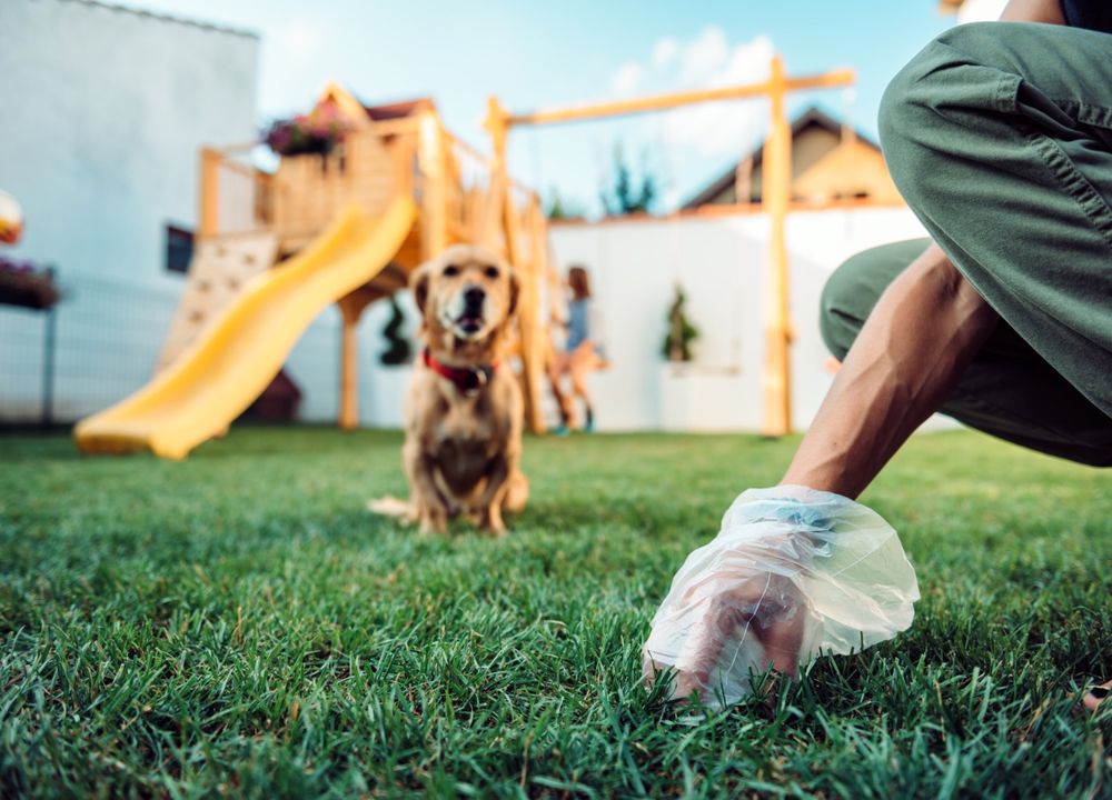 Frau sammelt Kothaufen von Hund auf, der dahinter sitzt