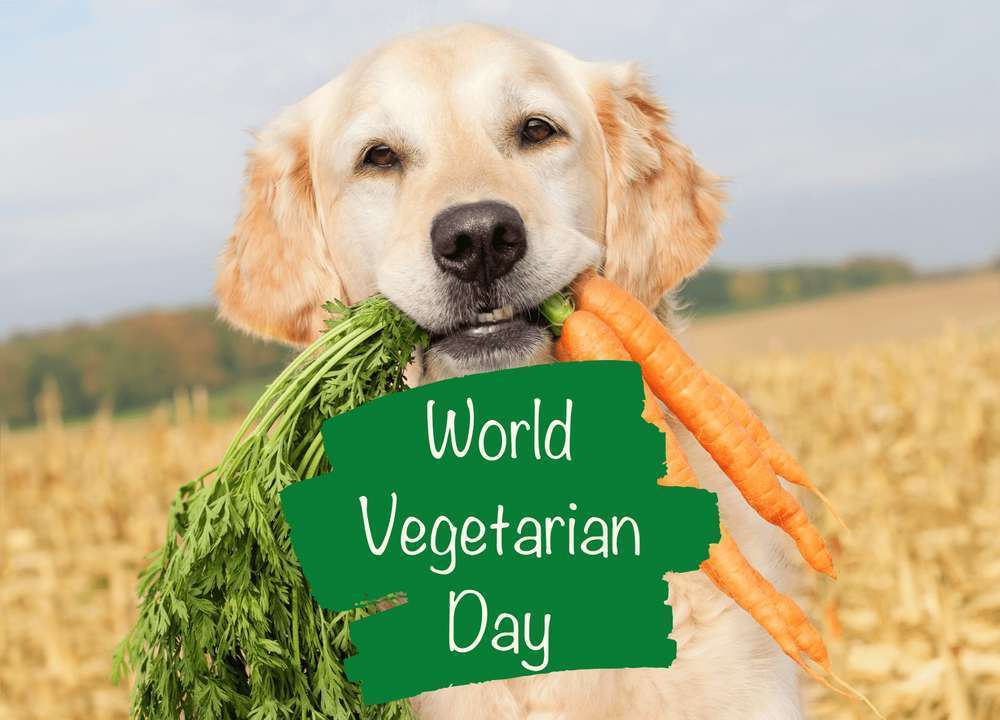 Blog-World Vegetarian Day: Leckere vegetarische Snacks für Hunde-Bild