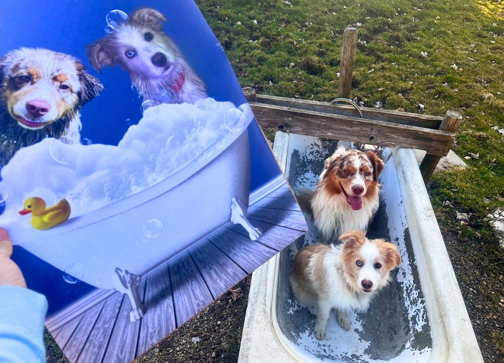Bild von den Hunden in Badewanne und Hunde daneben tatsächlich in Badewanne