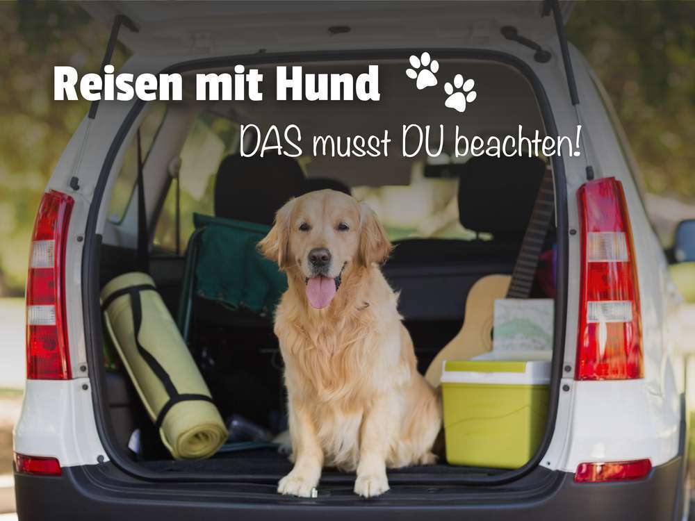 Urlaub mit Hund - 7 Tipps für ein stressfreies Verreisen mit deinem vierbeinigen Freund 