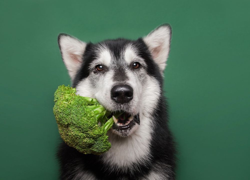 Hund mit Brokkoli im Mund