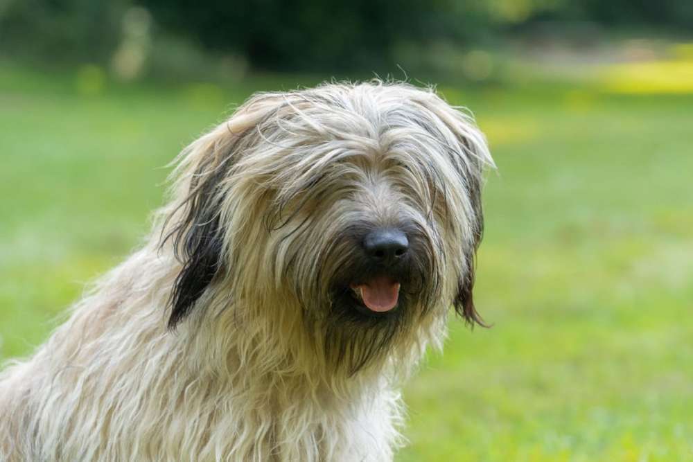 Hunderassen-Gos d’Atura Català-Bild