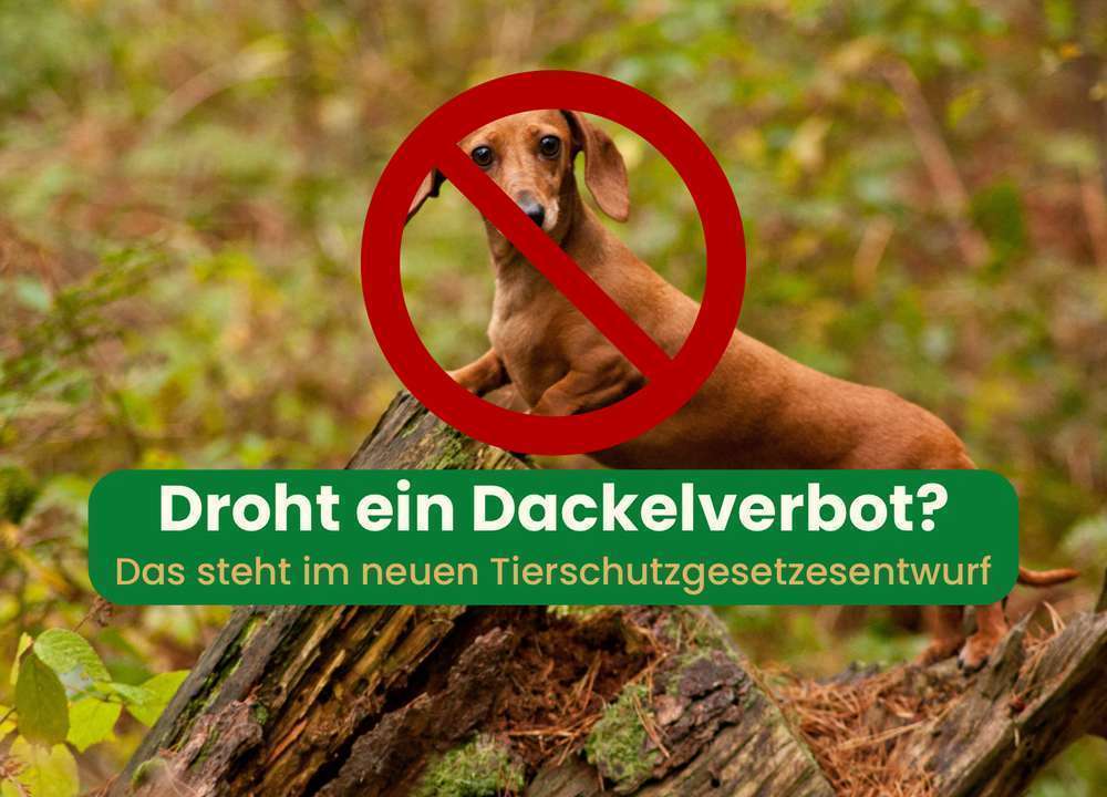 Blog-Bleibt der Dackel oder muss er gehen? Was sagt der neue Tierschutzgesetzesentwurf aus?-Bild