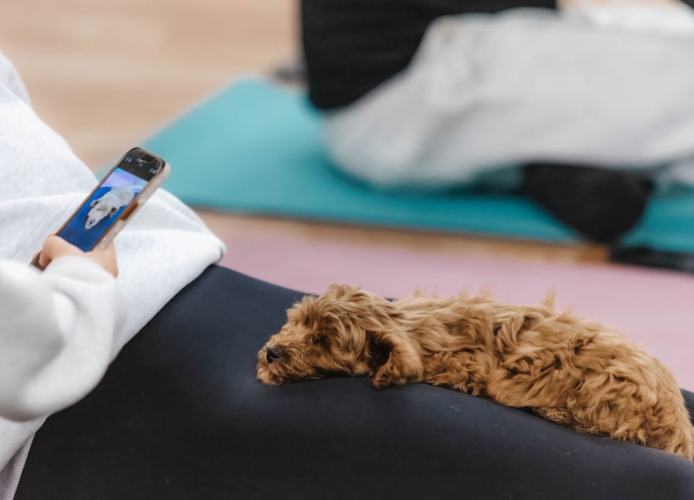 Hund liegt beim Yoga auf menschlichem Scho&szlig;
