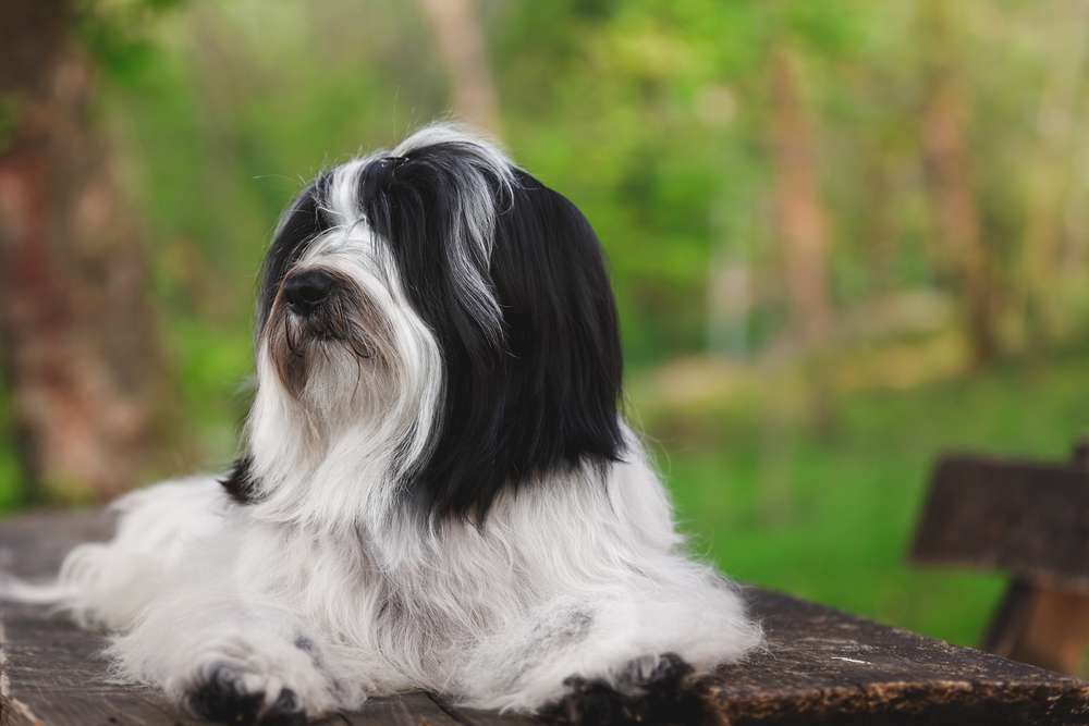 Hunderassen-Tibet Terrier-Bild